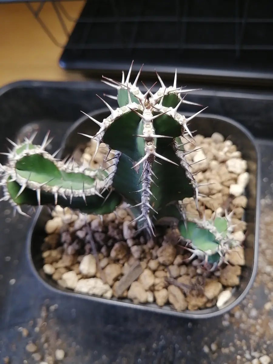 ユーフォルビア　矢毒キリン綴化　自根　レア種 ユーフォルビア 矢毒キリン綴化 自根 レア種 ユーフォルビア キリン角