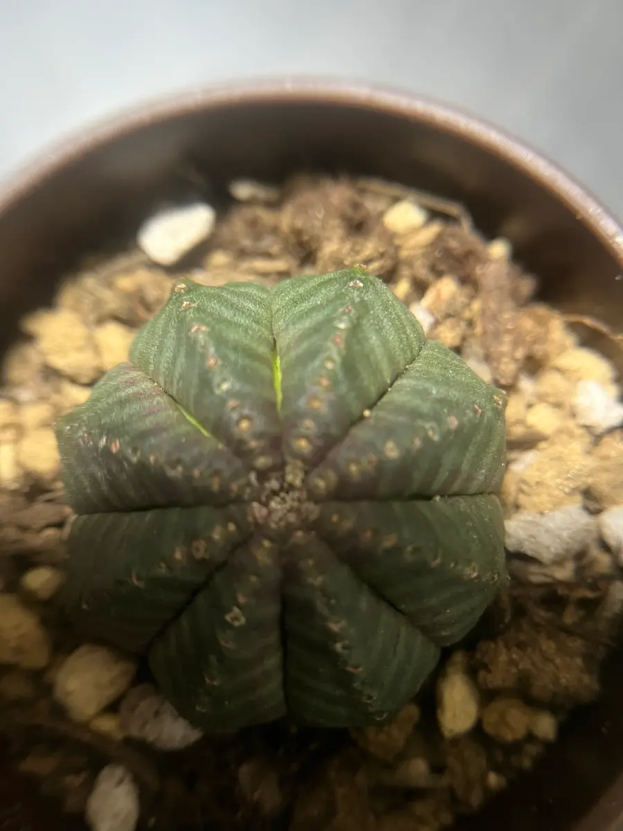 今年の8月17日に購入したオベサが、昨日見たら若草色に見える部