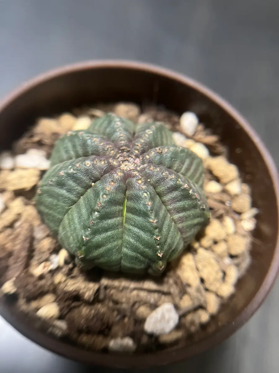 今年の8月17日に購入したオベサが、昨日見たら若草色に見える部