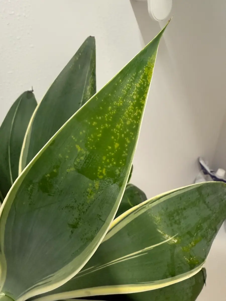 育てて3年になるアガベアテナータの斑入りです。4月に植え替｜園芸