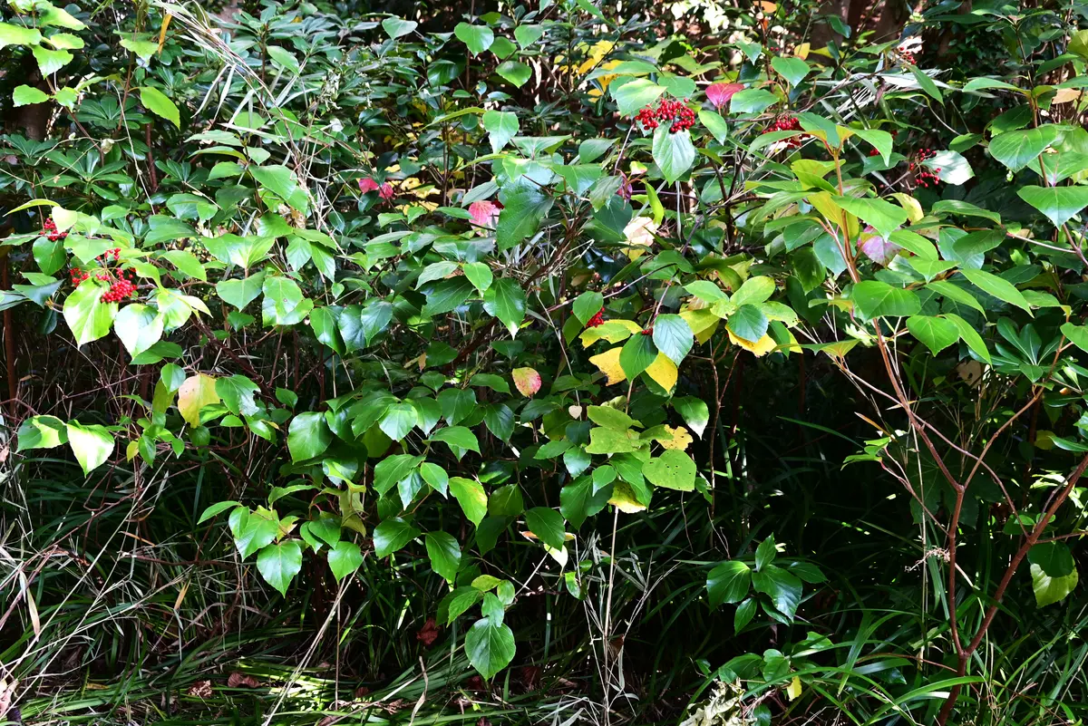 この赤い実がなっている木の名前を教えてください。樹高は約1.5