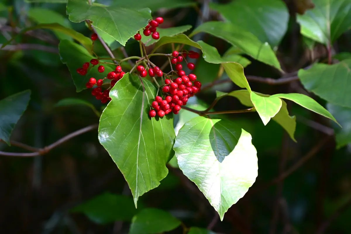 この赤い実がなっている木の名前を教えてください。樹高は約1.5