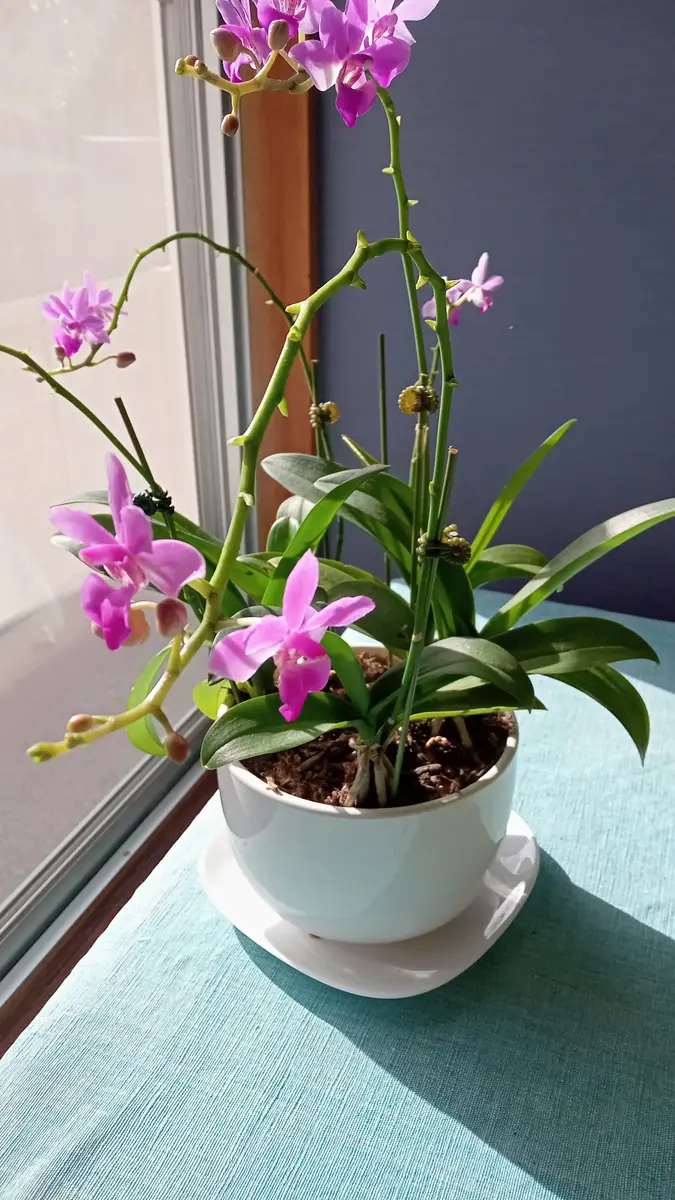 4年前に購入した蘭ですが、今年は、花が咲きません。根も伸び｜園芸