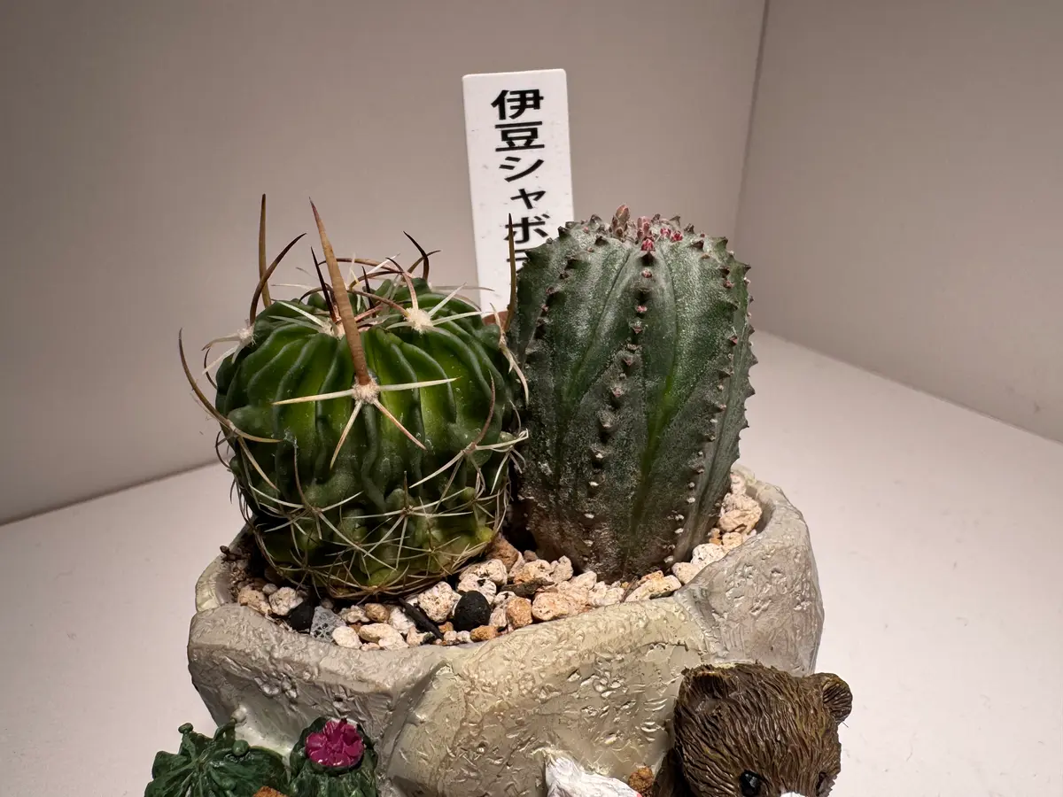 サボテンについて。1週間ほど前に伊豆のシャボテン公園で採集｜園芸