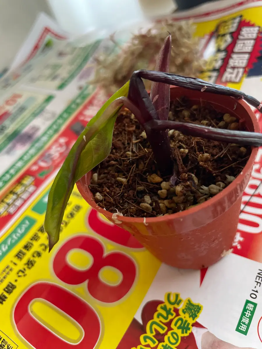 先日メルカリでアロカシアブラックステムを買いました。発送｜園芸