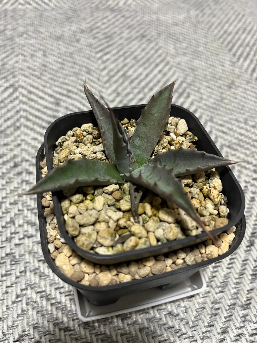 明日から値上げ　アガベ　モンタナ実生4年目株 明日から値上げ アガベ モンタナ実生4年目株