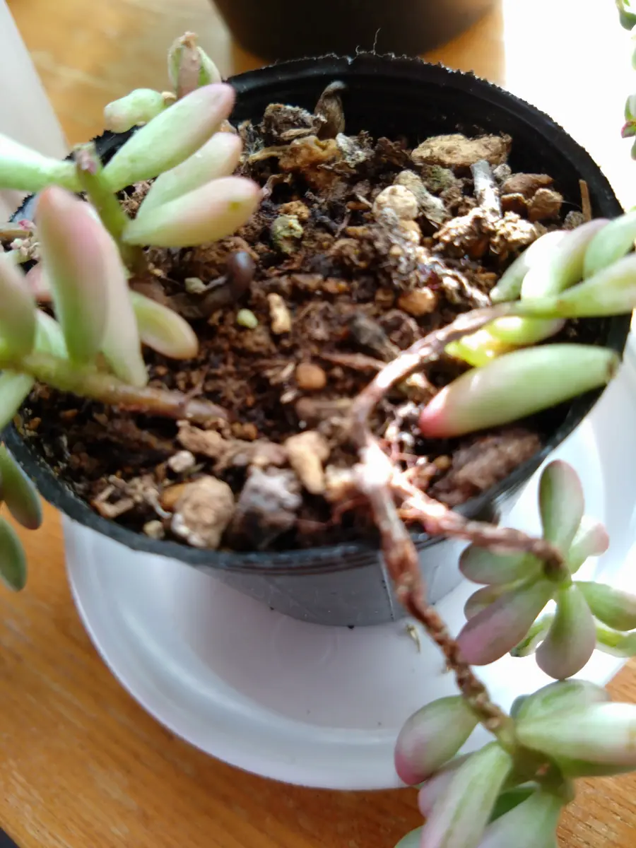 多肉植物のことで相談です先月、購入した「虹の玉 オーロラ」｜園芸