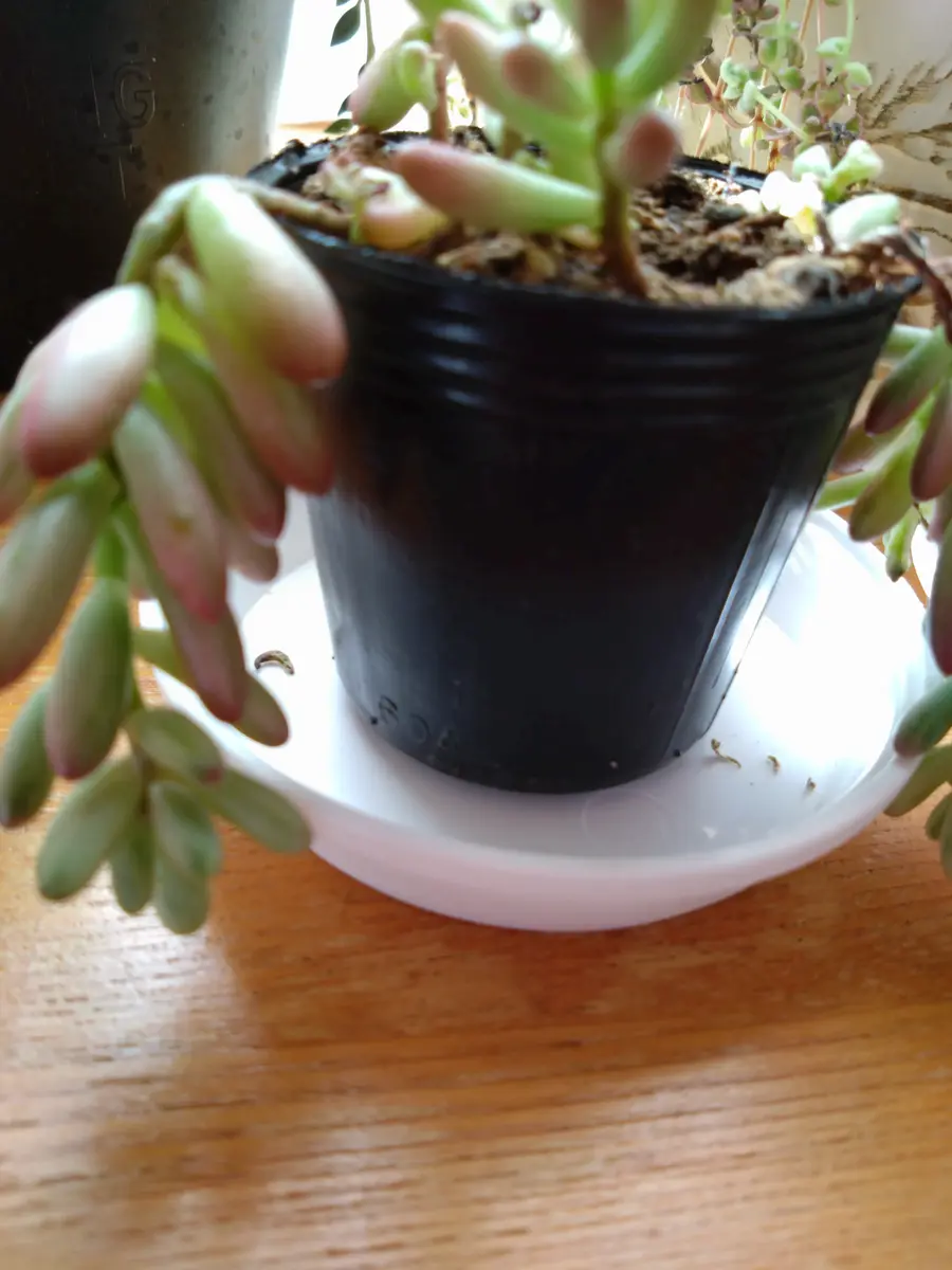 多肉植物のことで相談です先月、購入した「虹の玉 オーロラ」｜園芸