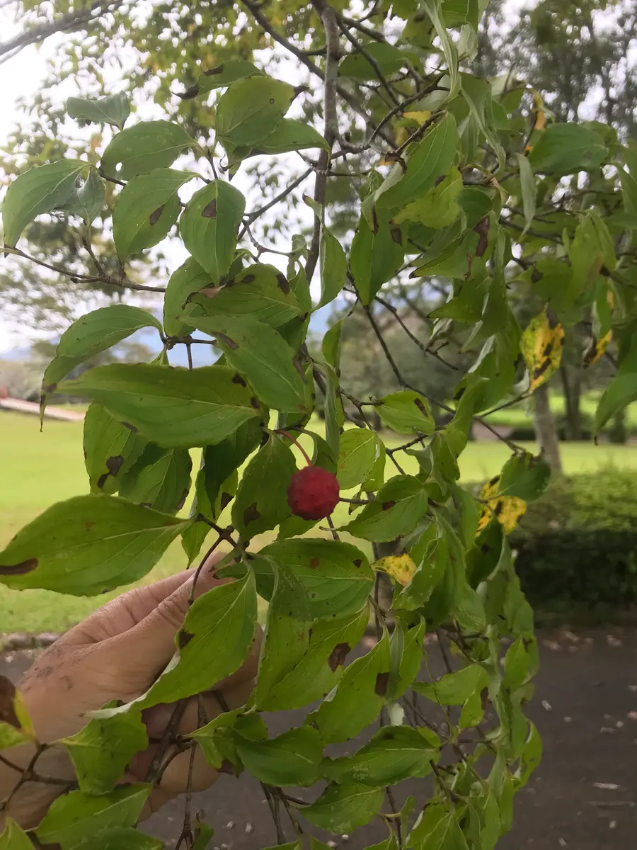 公園にさくらんぼのような赤い実のなっている木を見つけました 