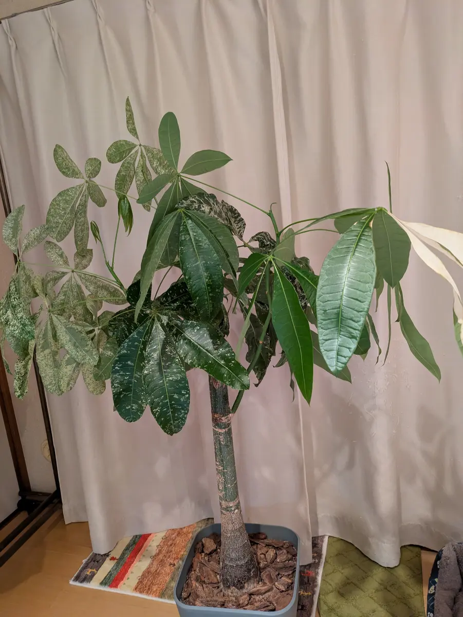 パキラの斑入りです。2週間くらい前から突然2枚の葉の色が抜け