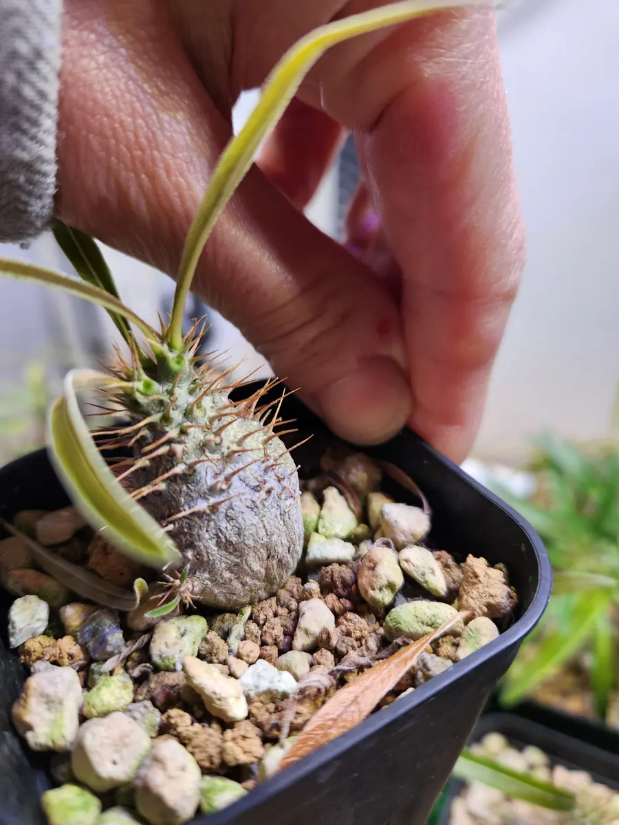 パキポディウムグラキリス 室内管理4年目 園芸ネット本店｜パキポディウム：グラキリス4号（国内実生株） 22-03