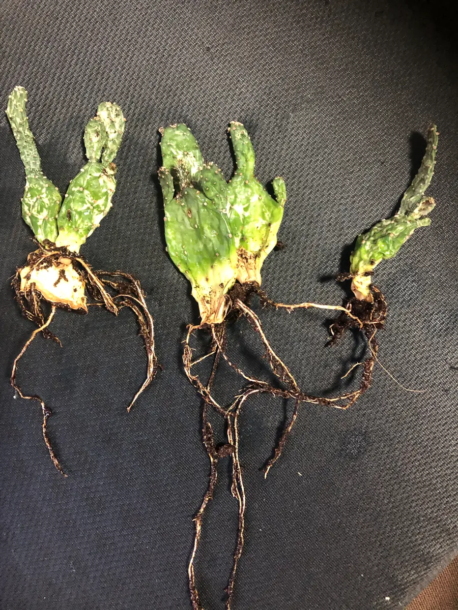 写真のサボテンについて教えてください。約1ヶ月ほど前、百均で