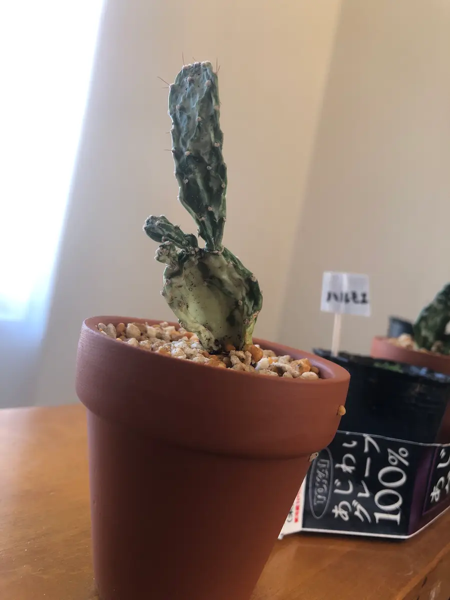 写真のサボテンについて教えてください。約1ヶ月ほど前、百均で