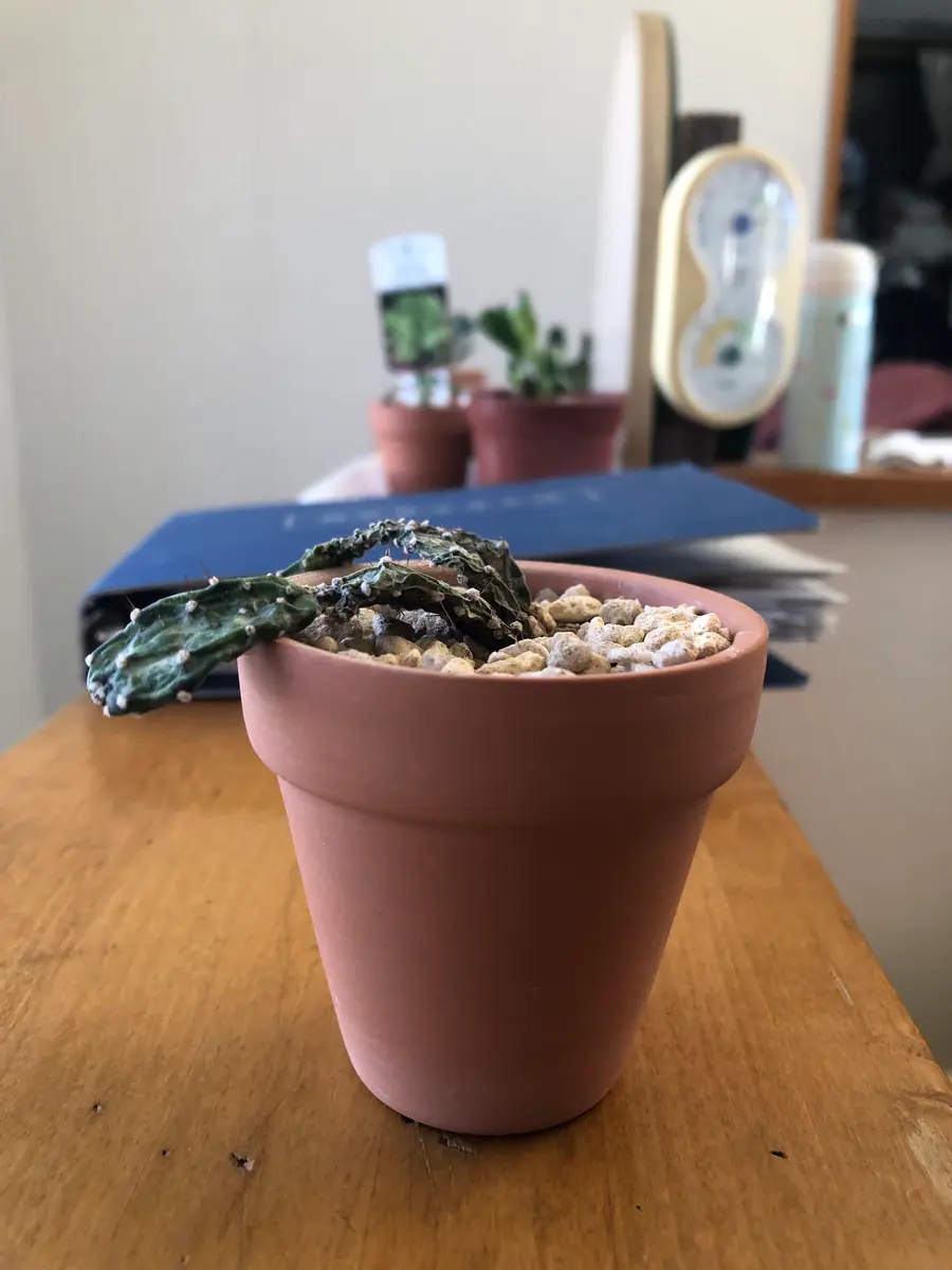 写真のサボテンについて教えてください。約1ヶ月ほど前、百均で