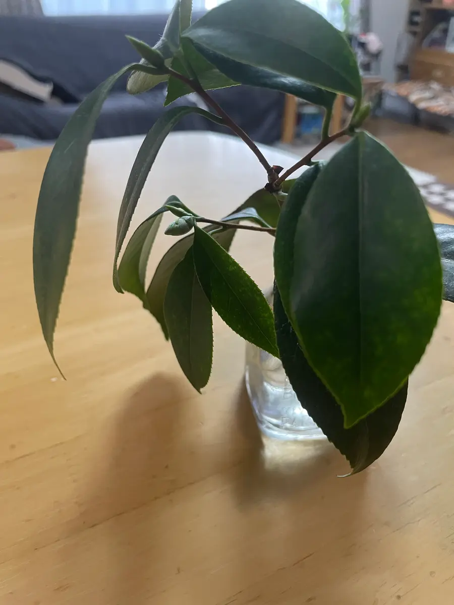 ホームセンターで花が咲いてる鉢植え椿を買いました。室内で育