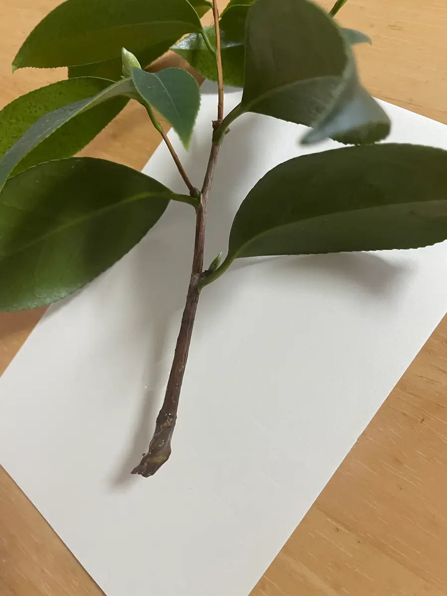 ホームセンターで花が咲いてる鉢植え椿を買いました。室内で育