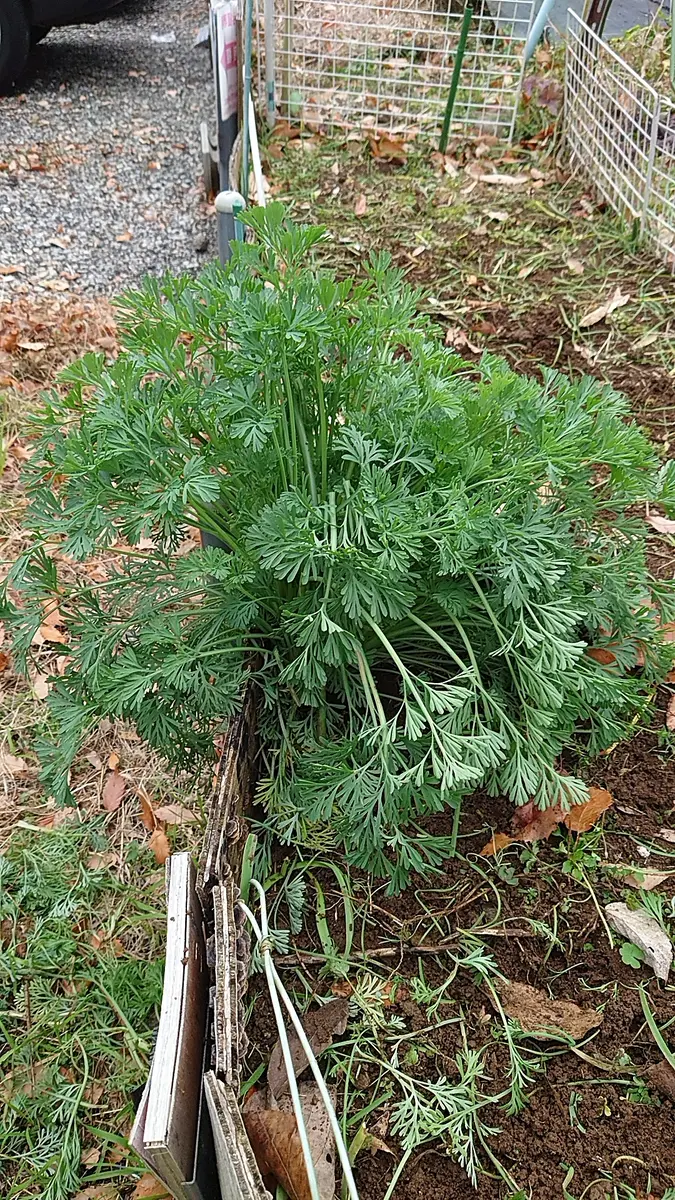 畑に出ているのですが。ニゲラでしょうか？植えた訳では無く 