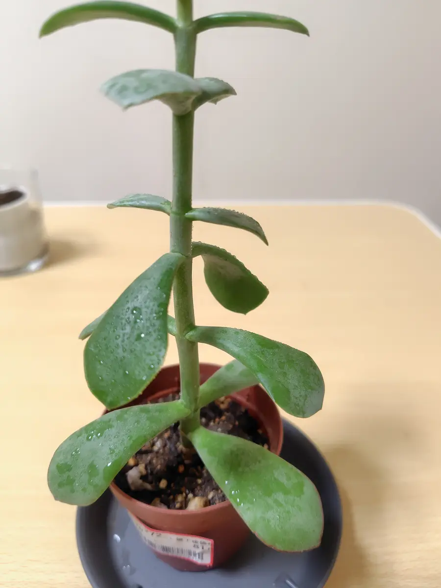 値下げ 植物 最終値下げ】手作植木鉢 陶器鉢 塊根植物 アガべ Lサイズ