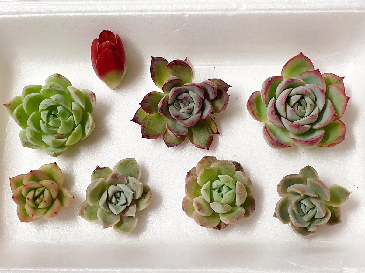 多肉植物。 專用図 写真の多肉植物の名前を教えてください。エケベリア系7個、赤｜園芸