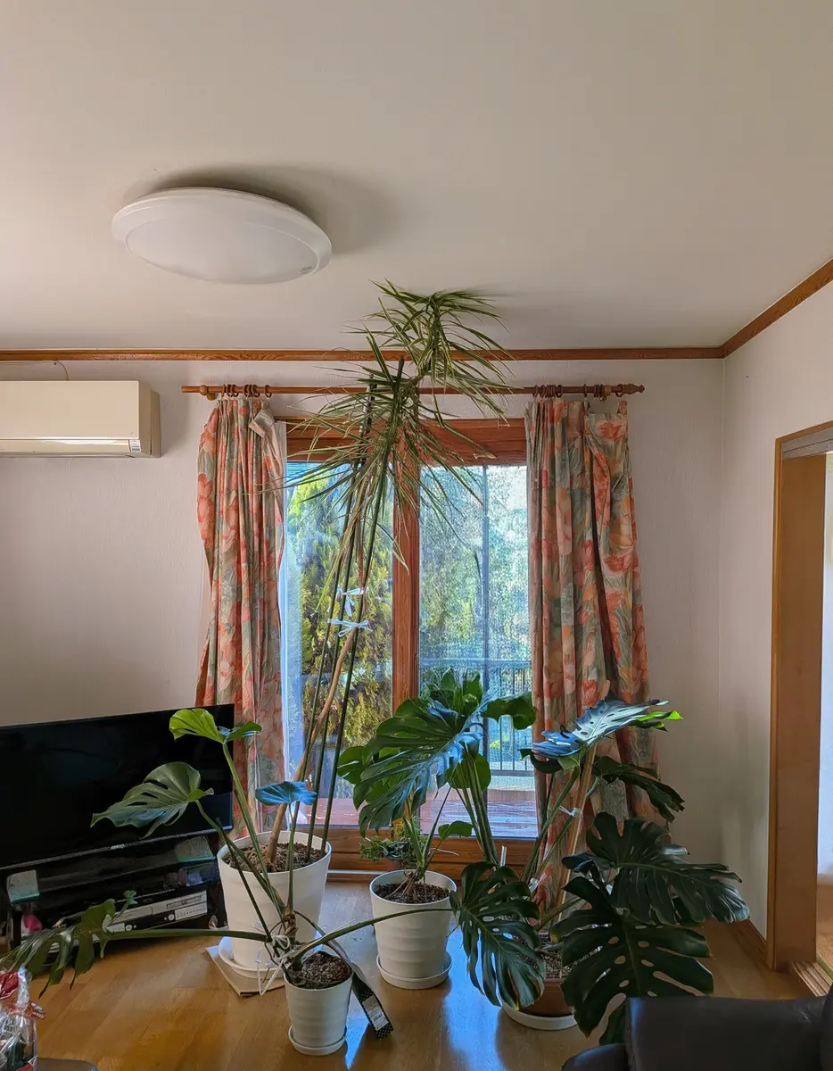 25年以上育てている観葉植物です。名前は分からなくなってしま