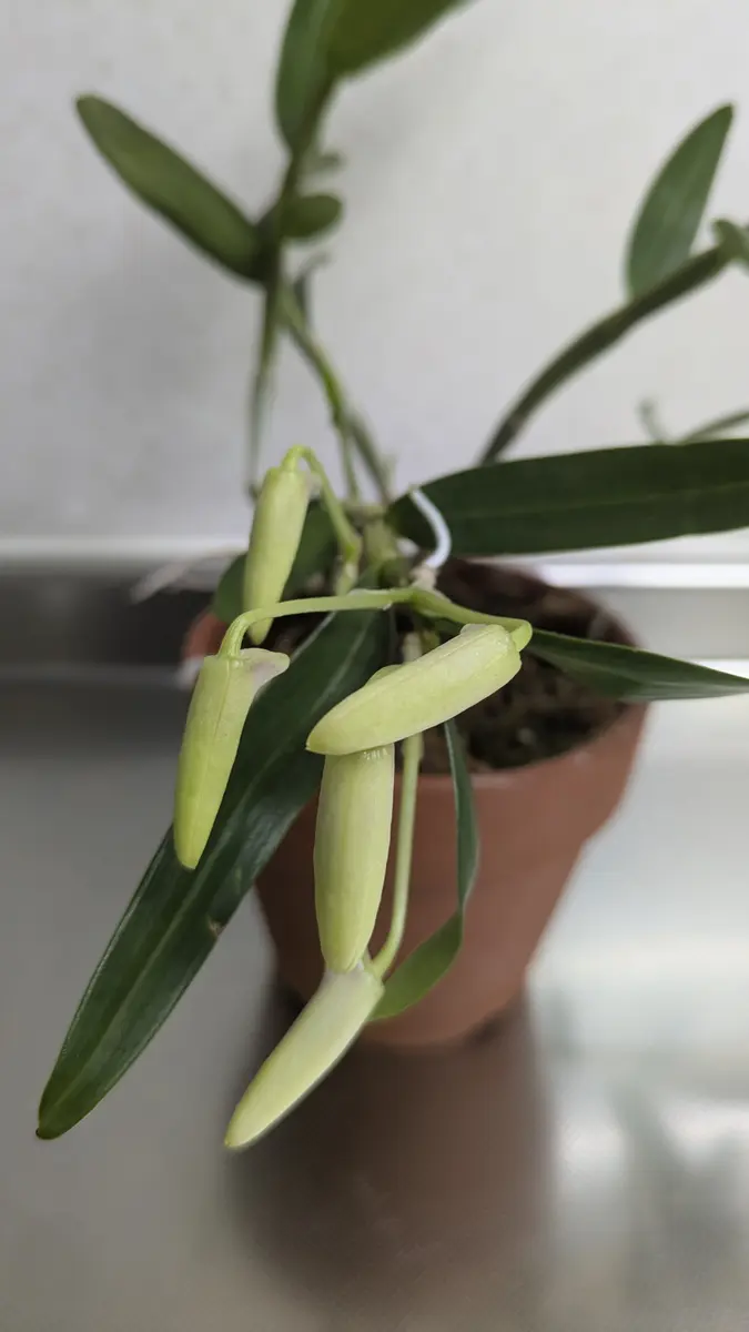 蘭が好きで育てています。胡蝶蘭、たけのこらん、セッコクなど