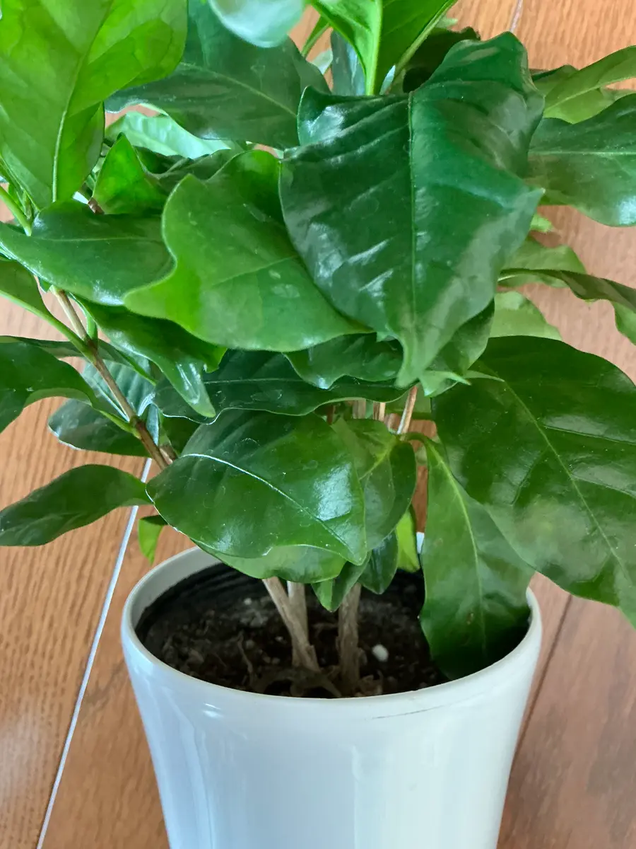 ホームセンターで購入したコーヒーの木です。3つ苗が植わってい