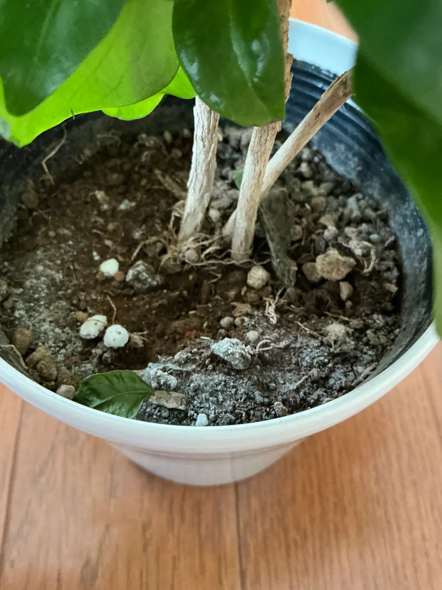 ホームセンターで購入したコーヒーの木です。3つ苗が植わってい