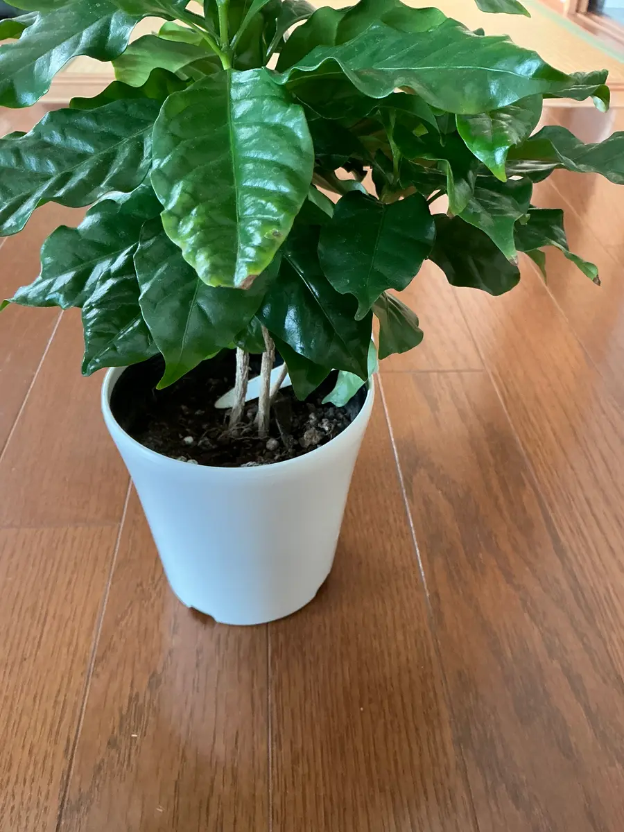 ホームセンターで購入したコーヒーの木です。3つ苗が植わってい