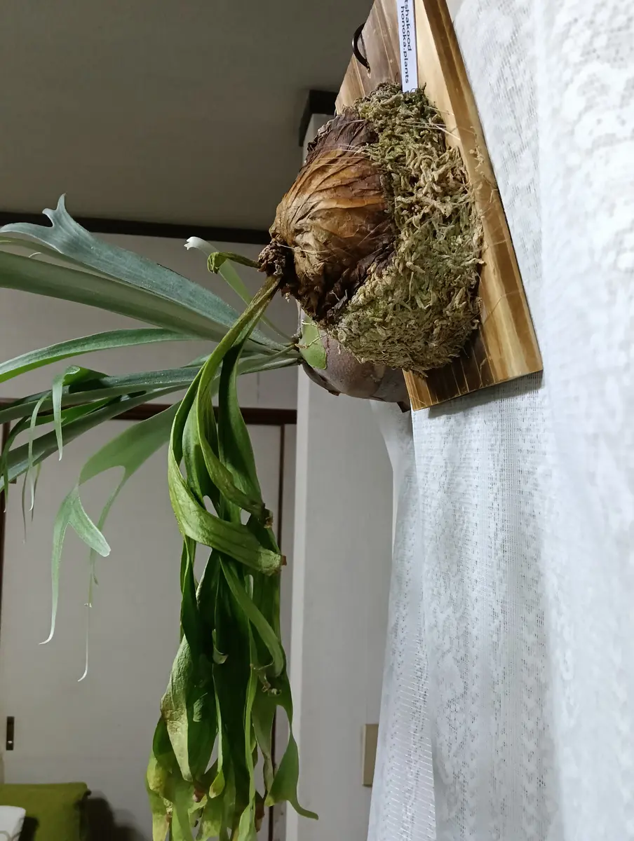 ビカクシダの元気がありません。初心者では対処方法が分からな