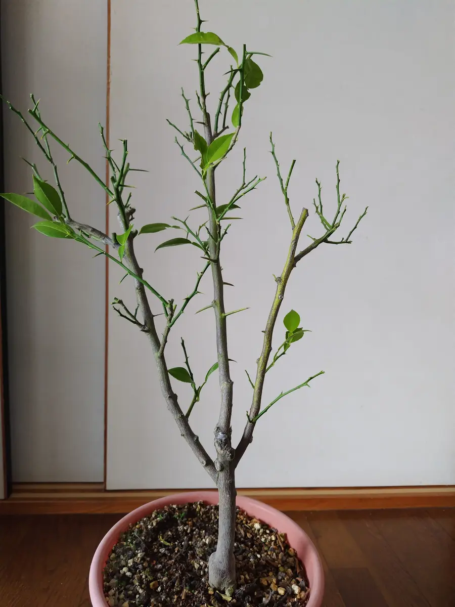 柚子の苗木を三年前に購入しました。花も咲かず冬になれば葉が 
