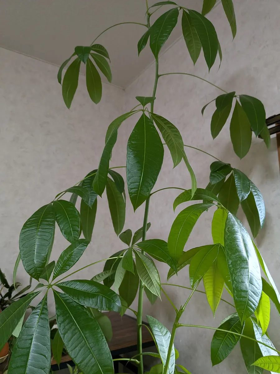 実生のパキラを育てて3年以上経ちました｡鉢には2本のパキラが｜園芸