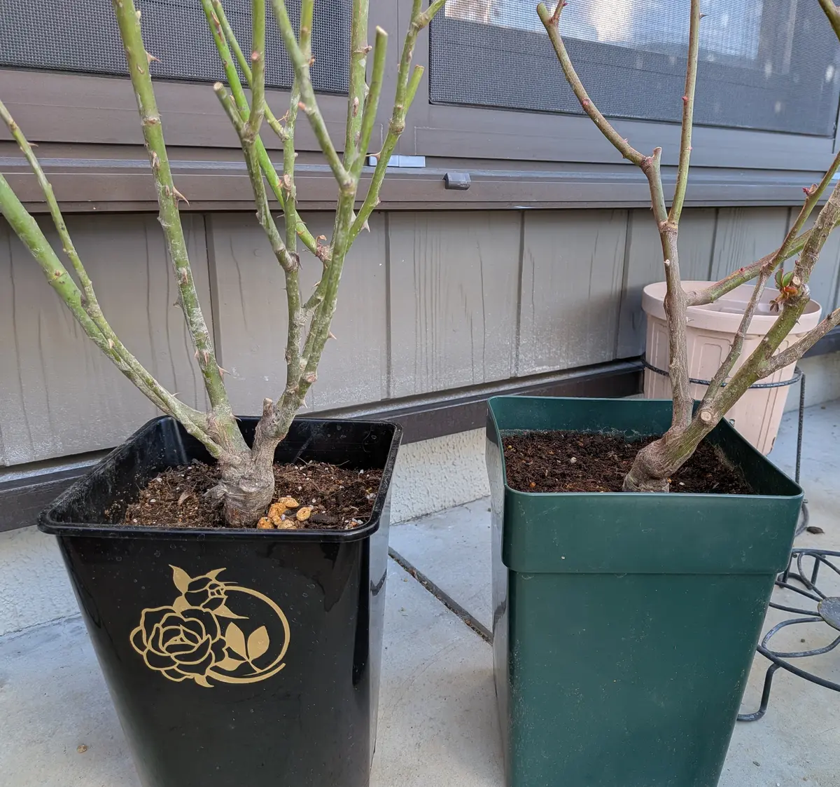 レアバラ苗 8号鉢大苗 入手困難 バラ超初心者🔰🔰です。この冬