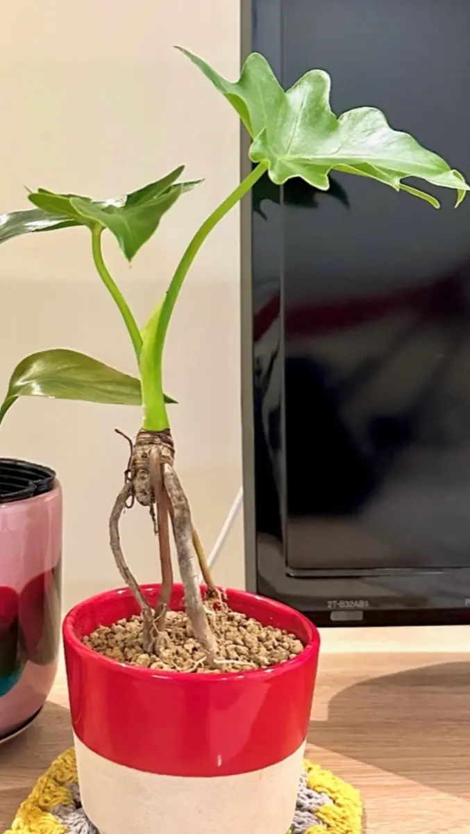 植物に詳しくありませんが、質問させてください。1ヶ月ほど前｜園芸