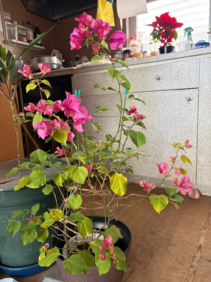 以前から季節ごとにアドバイス頂いてるブーゲンビリアですが秋