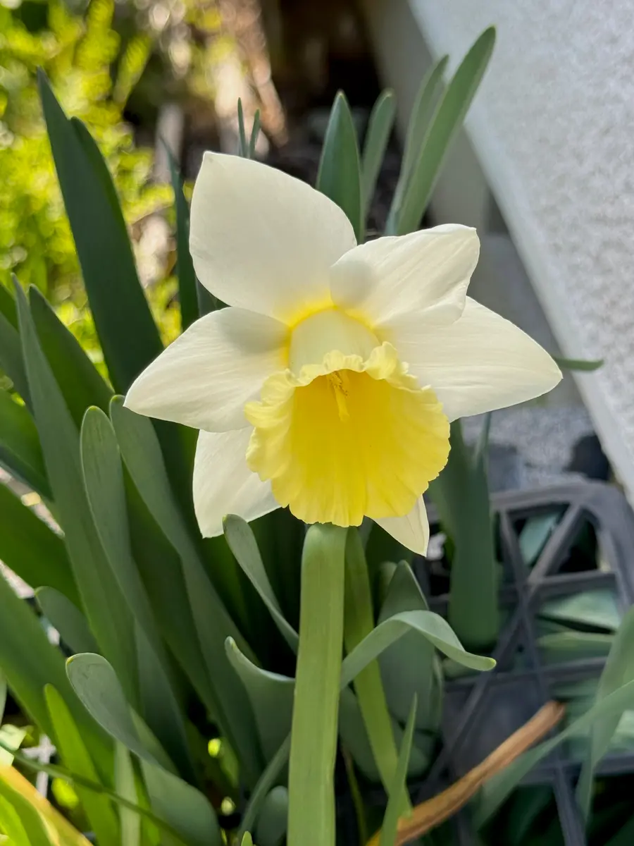 毎年、水仙に似た花を咲かせる植物が我が家にありますが名前が