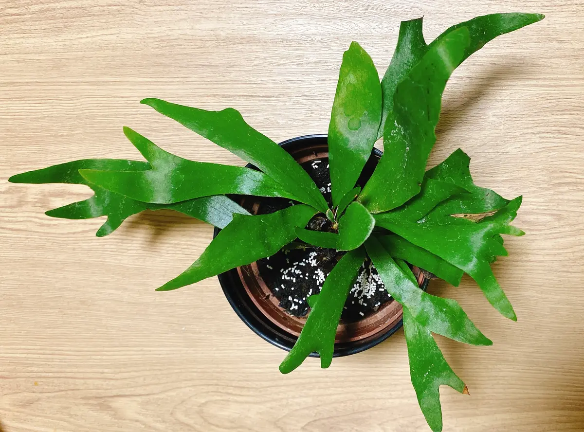 ビカクシダの植え替えについて質問です。昨日、ホームセンタ｜園芸