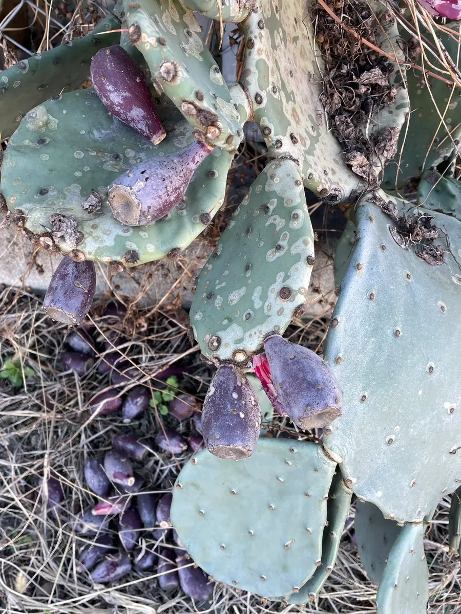 散歩中に大きなうちわサボテンがあり、先端に紫の500円玉くらい