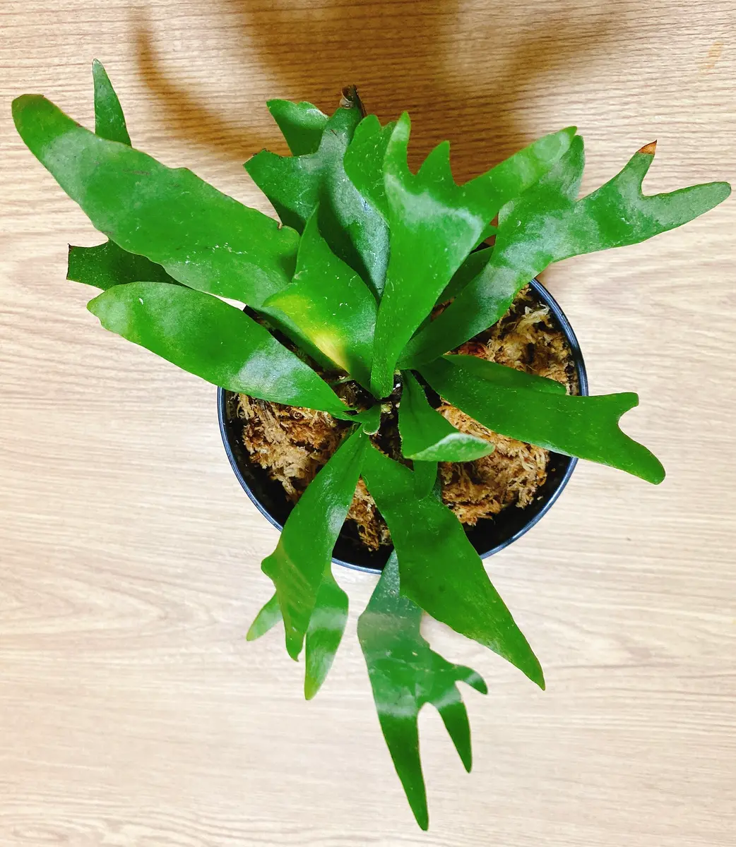 ビカクシダを植え替えました。本日午前中に質問させていただ｜園芸