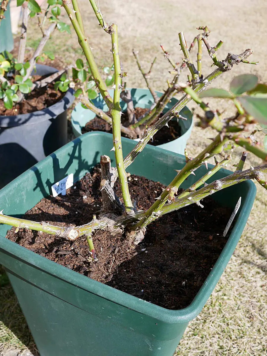 バラ の 植え 替え 時期