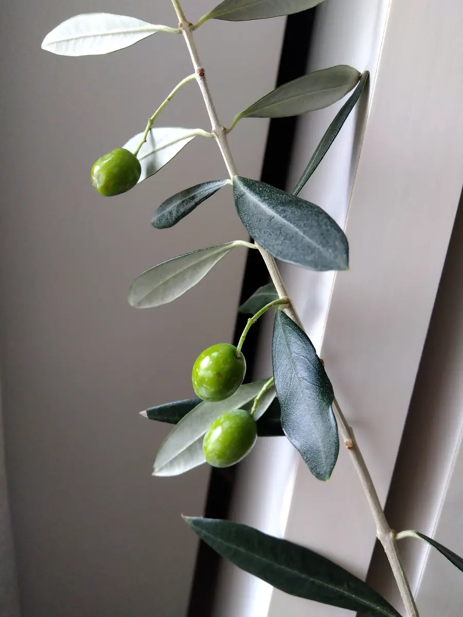 以前にも質問させて頂いたオリーブの木についてです。今年実｜園芸