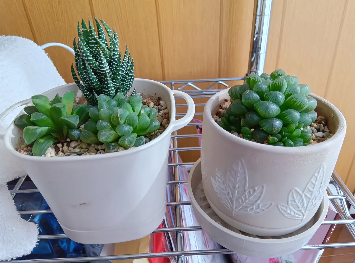 暖かくなったら、多肉植物の植え替えをしようと思っているんで