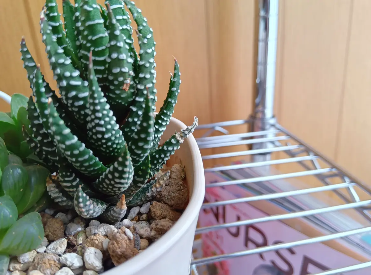 暖かくなったら、多肉植物の植え替えをしようと思っているんで