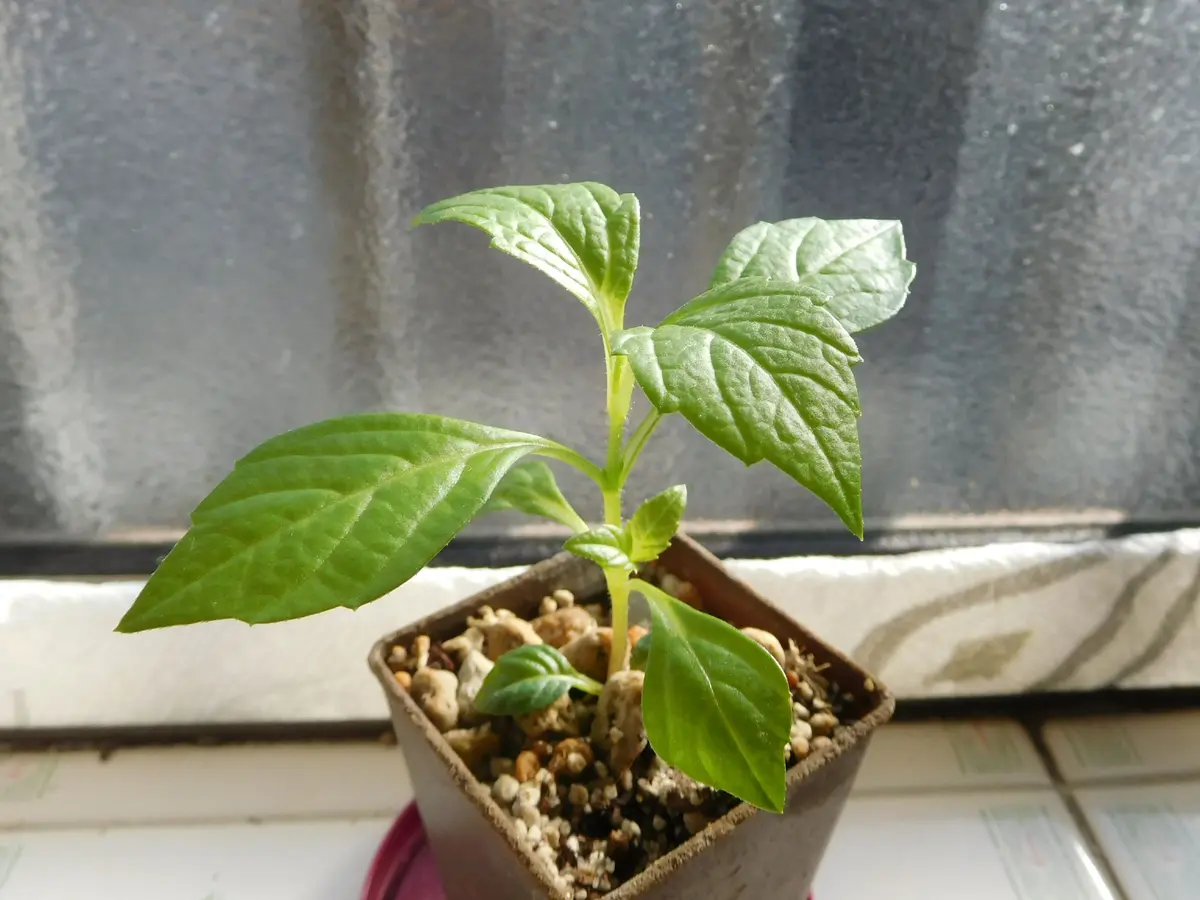 昨年、ダリアコラレットの種を蒔いて、秋には枯れてしまったの 