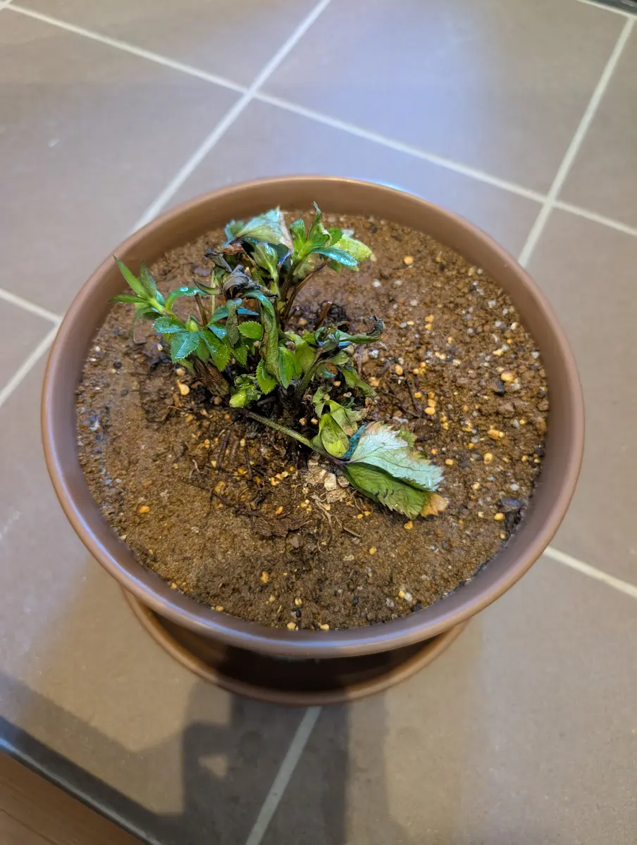 クリスマスローズです。無事夏を越えて秋頃に新芽がでて、花の