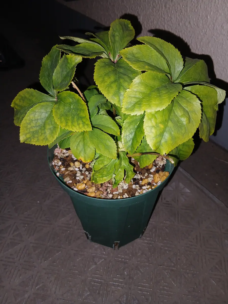 クリスマスローズについて教えてください花芽がついたのですが