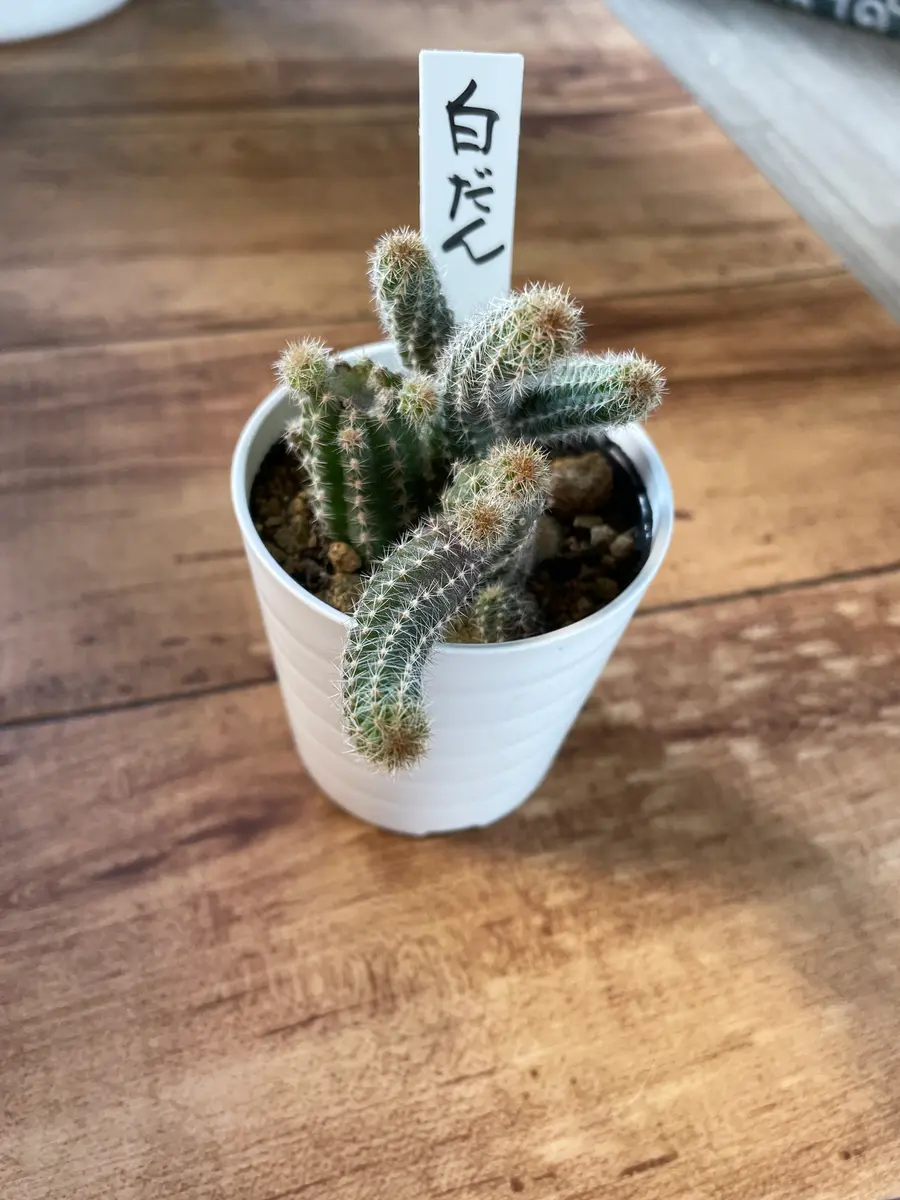 サボテン白檀を購入しました。サボテンは乾燥や寒さに強い印象