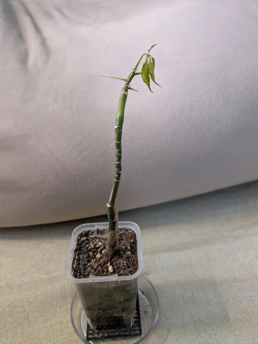実生のパキラミルキーウェイです。普段はそこそこ日の当たる｜園芸