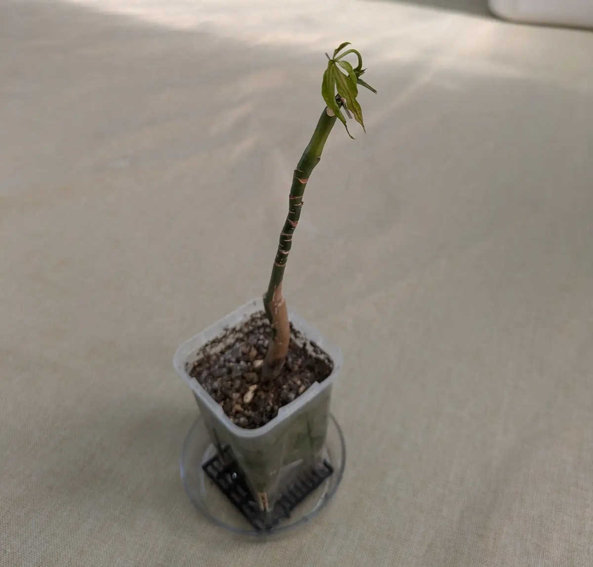 実生のパキラミルキーウェイです。普段はそこそこ日の当たる｜園芸