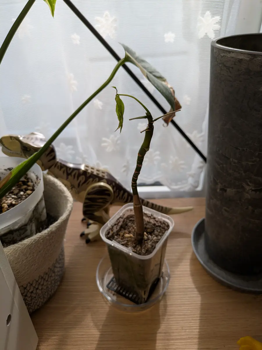 実生のパキラミルキーウェイです。普段はそこそこ日の当たる｜園芸