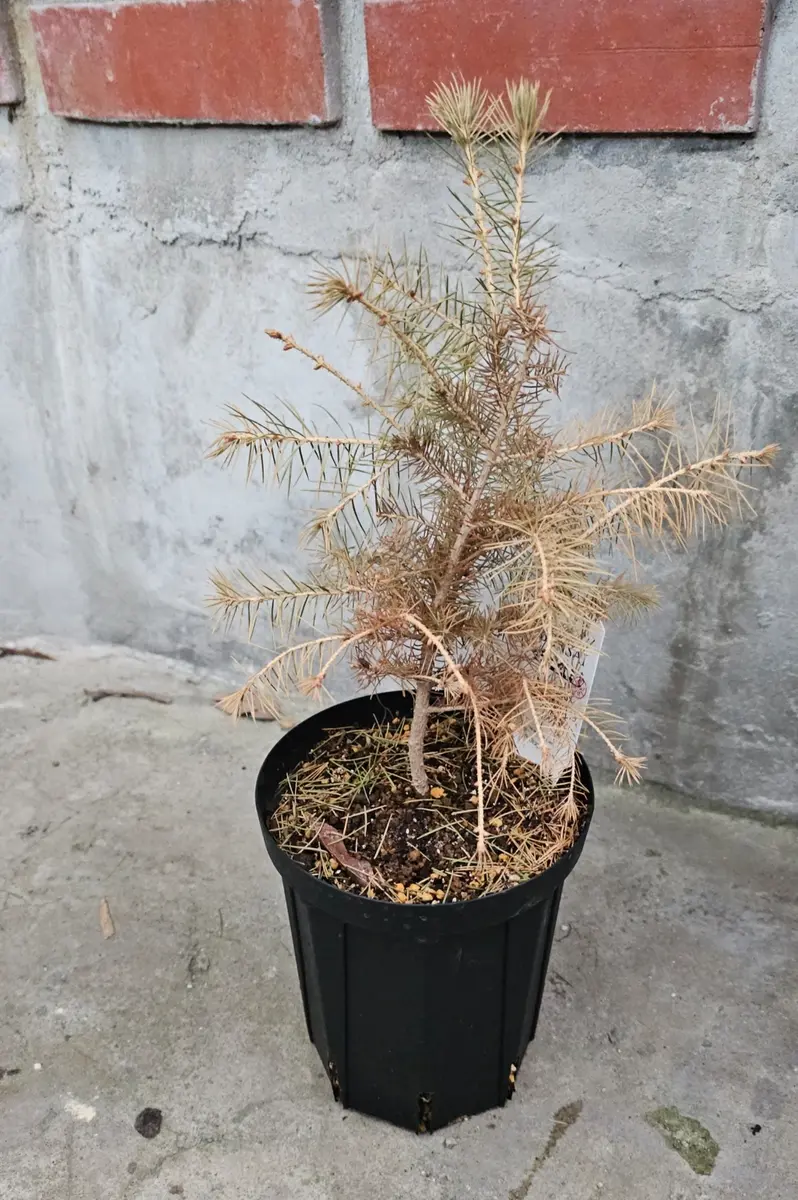 ドイツトウヒ  ♻️リユース観葉植物 ドイツトウヒです。この秋に購入して植え替えたのですが、早｜園芸